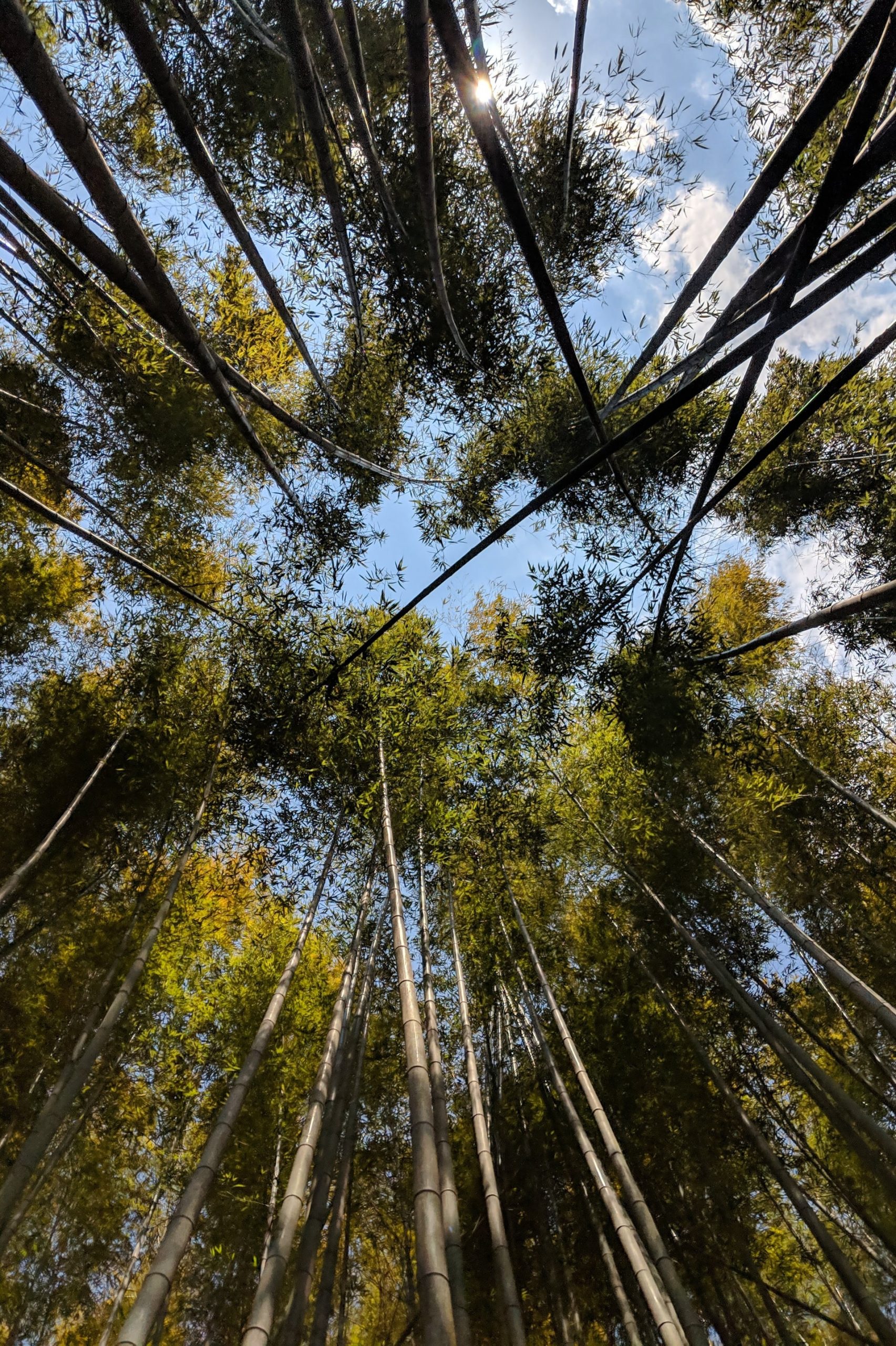 Baguio’s bamboo park closes due to vandalism - Pinned.PH